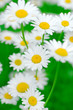 camomile