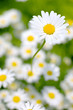camomile