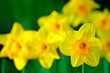 daffodils