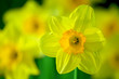 daffodil