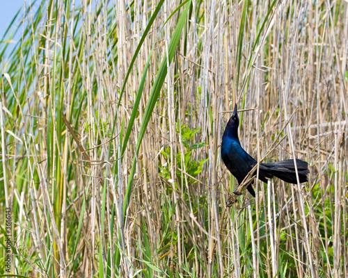 common grackle male. Common Grackle (Male) © Richard McGuirk #3666143. Common Grackle (Male)