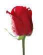 Red rose isolated on the white background