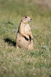 prairie dog sitting in field , natural environment prairie dog sitting in field , natural environment