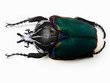 insecte