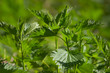Photo: Green nettle in the forest Green nettle in the forest