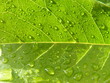 feuille avec gouttes de pluie