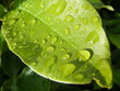 feuille avec gouttes de pluies