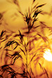 Golden Wheat