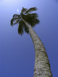 Rare view of a coconut tree (cocos nucifera) 