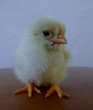 sitting chick sitting chick