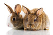 Two Bunnies Two Bunnies