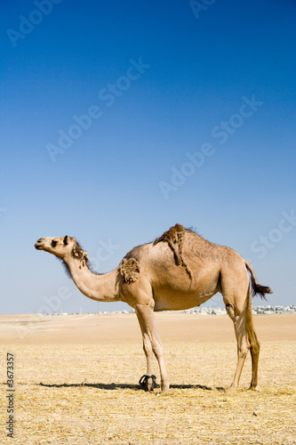 Photo: Camel standing alone Camel standing alone