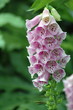 foxglove foxglove