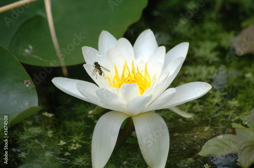 lilly lilly