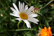 marguerite