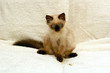 alien kitten alien kitten