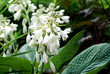 Hosta flower Hosta flower