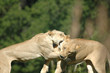 Two female African lions play fight at the Kansas City Zoo.