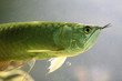 Arowana