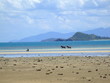 Horses Running on the beach 1