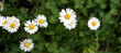 meadow