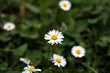 daisy