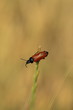 pronto al salto pronto al salto