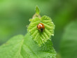 Ladybug on Leaf