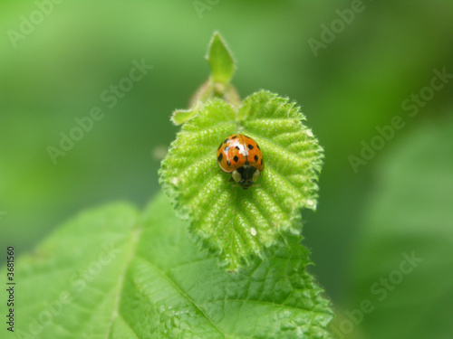 Ladybug on Leaf