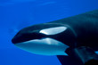 Killer Whale closeup