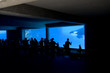 Killer Whale in tank