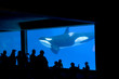 Killer Whale in tank
