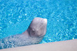 Beluga whale