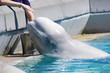 Beluga Getting Pet