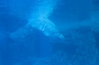 Beluga whale swimming in tank