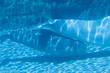 Baby whale Beluga swimming in tank