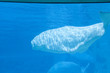 Beluga whale swimming in tank