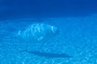 Beluga whale swimming in tank