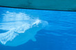 Beluga whale swimming in tank