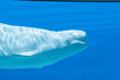 Beluga whale swimming in tank