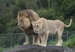 pair of lions