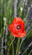 Provence Provence