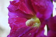 rose tremiere
