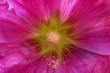 rose tremiere