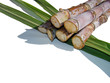 canne à sucre