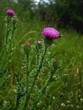 Wiesenklee