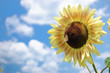 girasol