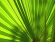 Photo: Palme Palme