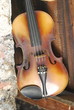 violin