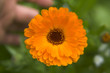 gerbera